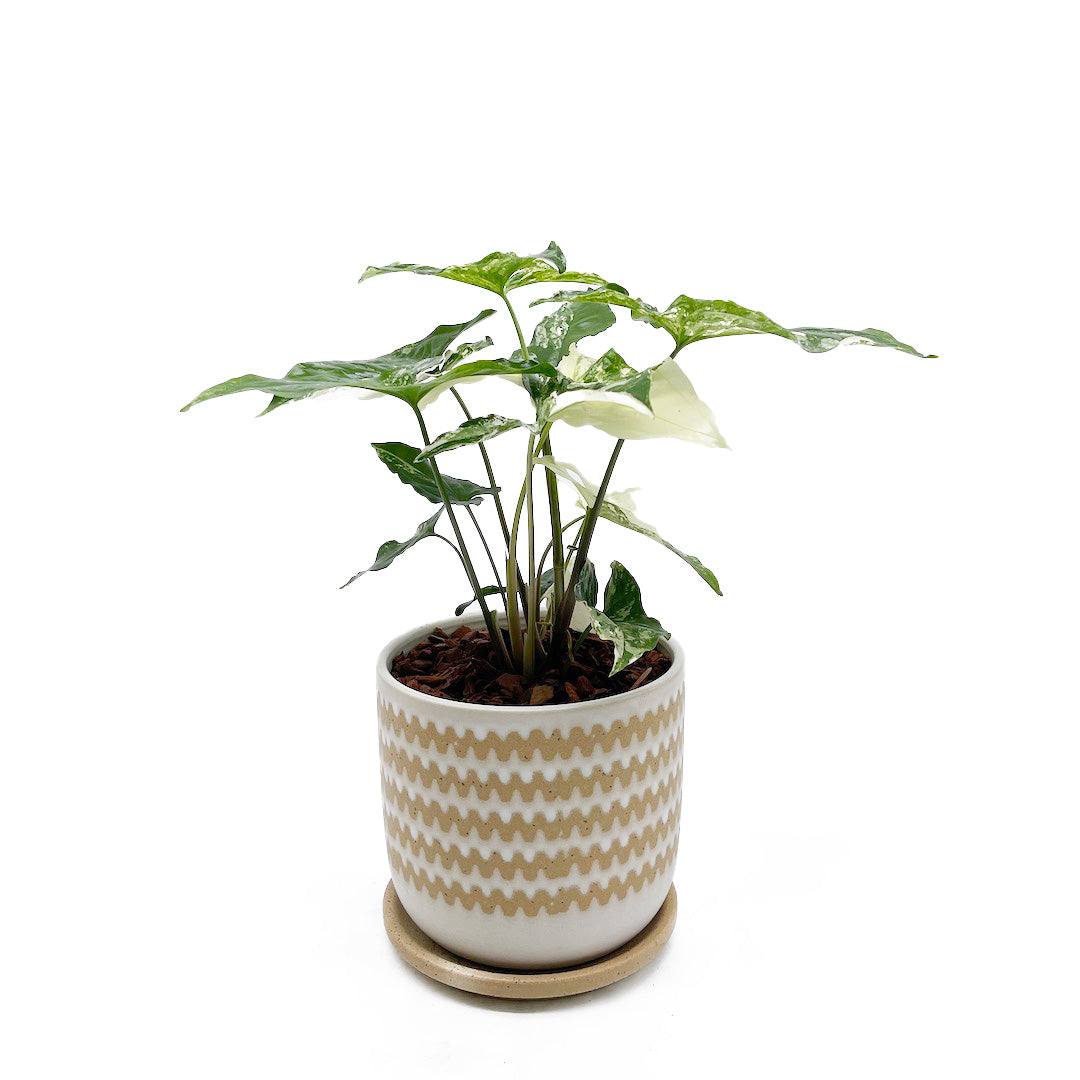シンゴニウム フレンチマーブル POT SET