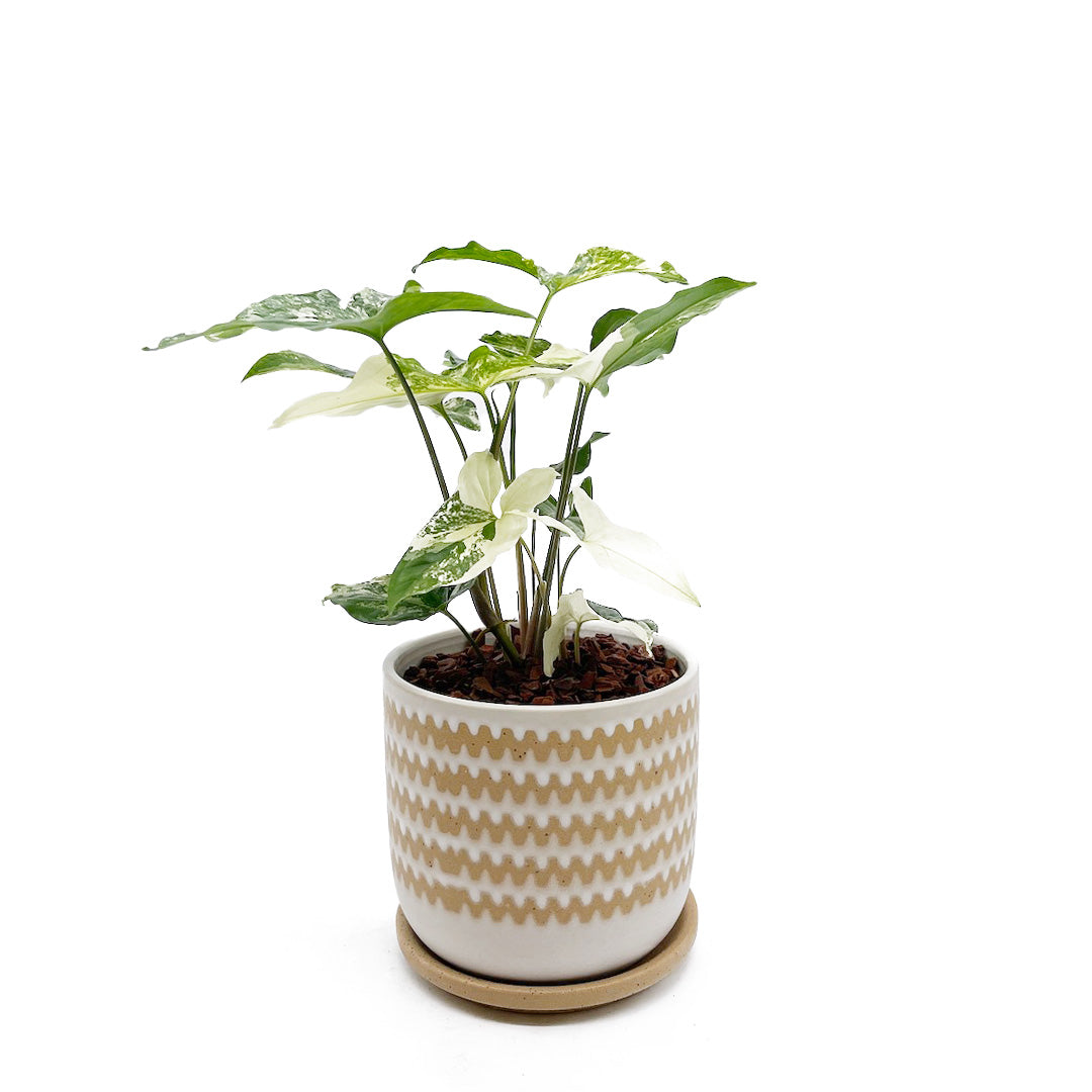 シンゴニウム フレンチマーブル POT SET