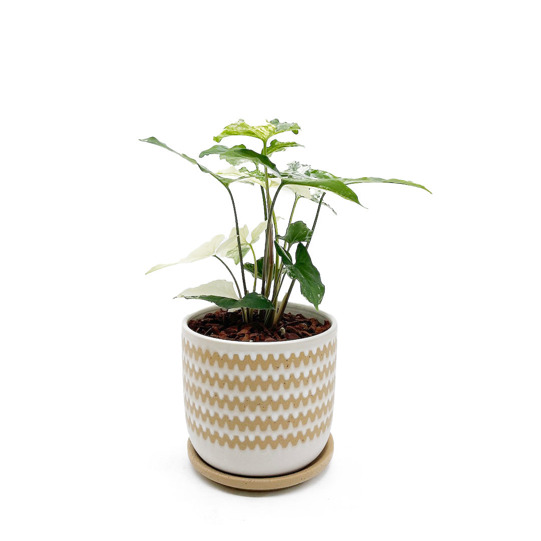 シンゴニウム フレンチマーブル POT SET