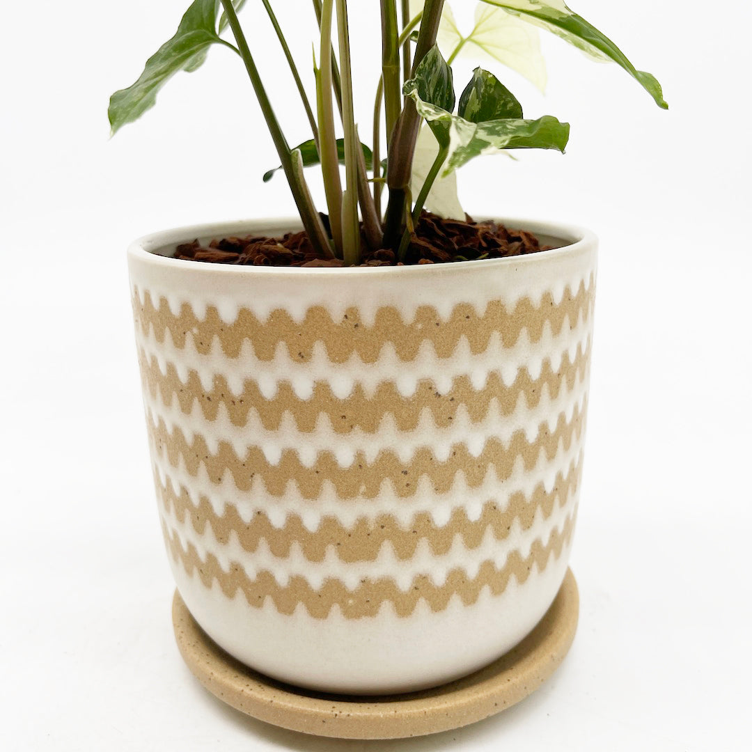 シンゴニウム フレンチマーブル POT SET