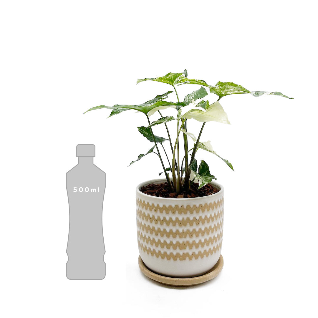 シンゴニウム フレンチマーブル POT SET