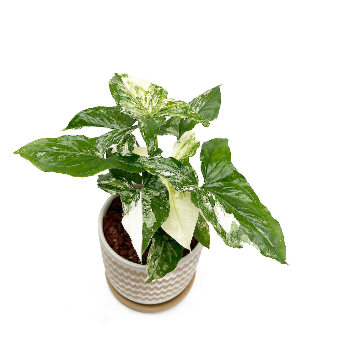 シンゴニウム フレンチマーブル POT SET