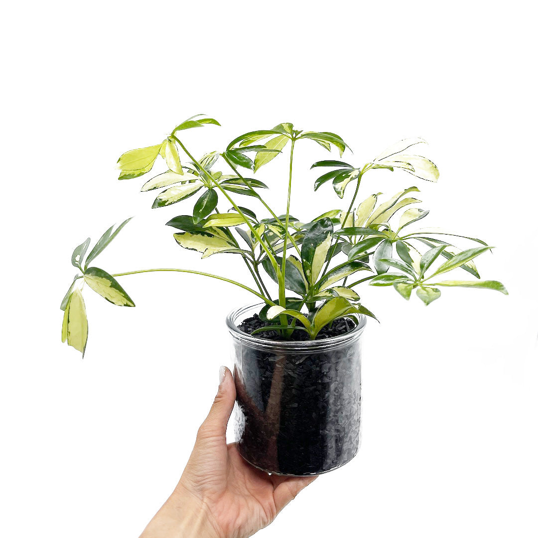 シェフレラ 黄斑 ハイドロカルチャー木炭 POT SET