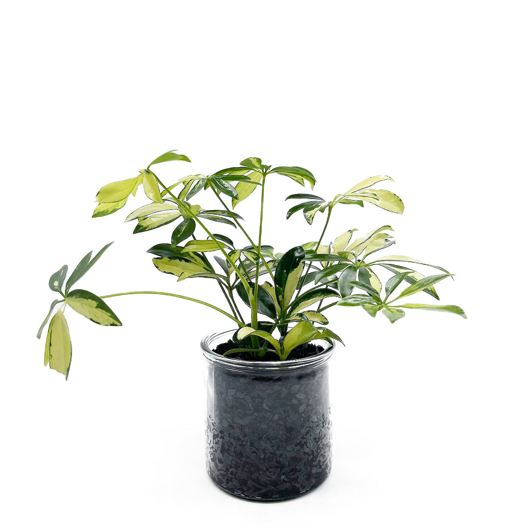 シェフレラ 黄斑 ハイドロカルチャー木炭 POT SET