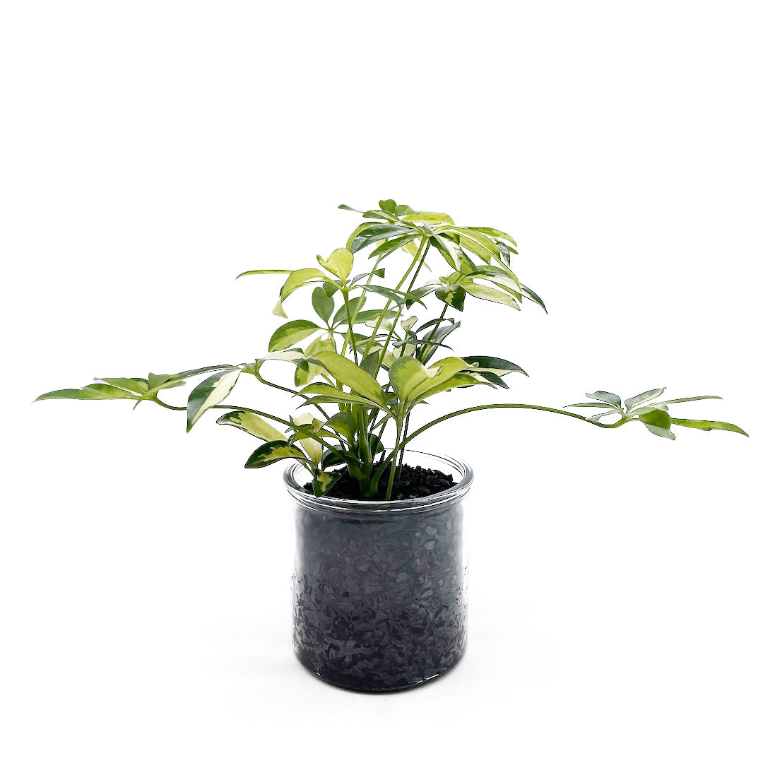 シェフレラ 黄斑 ハイドロカルチャー木炭 POT SET