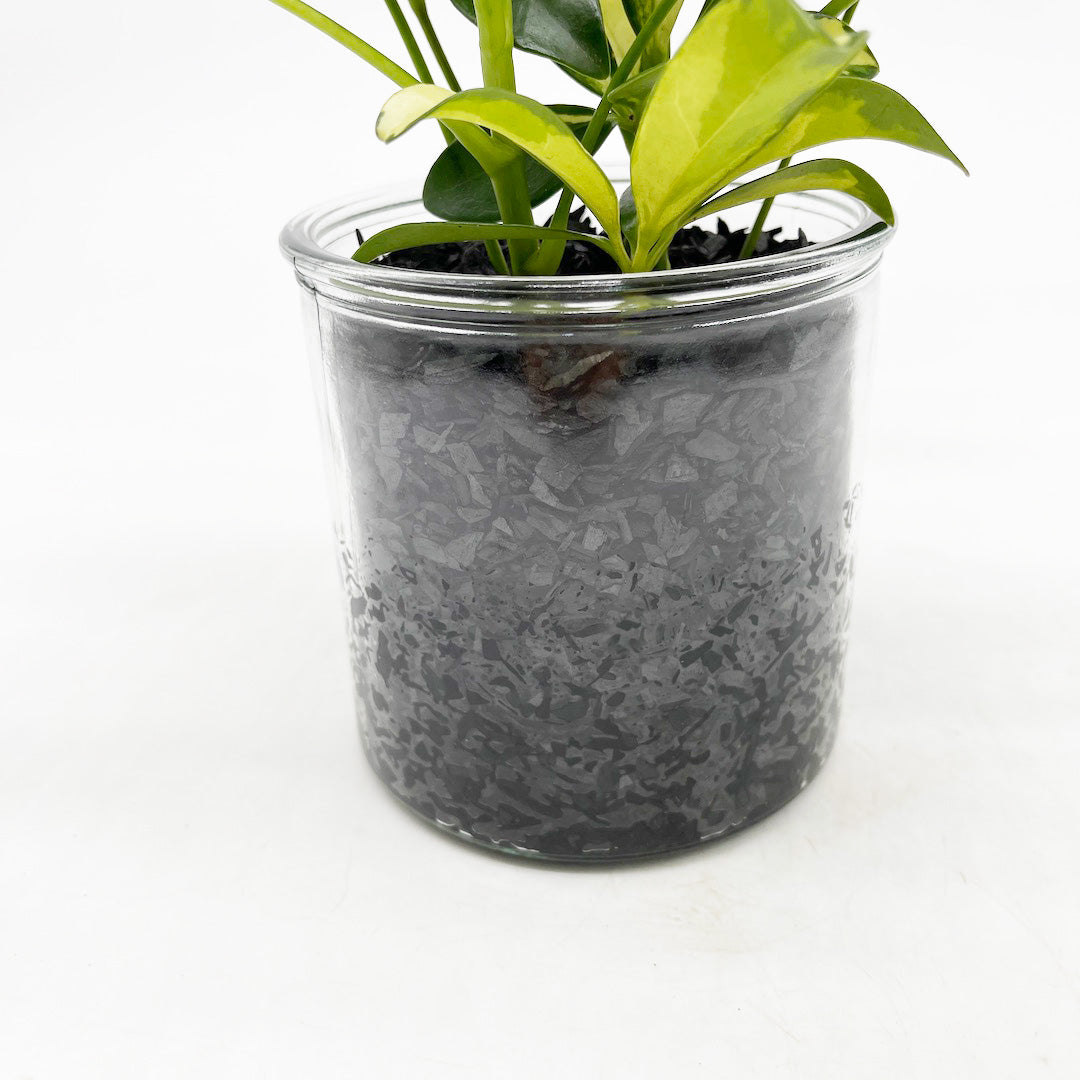 シェフレラ 黄斑 ハイドロカルチャー木炭 POT SET