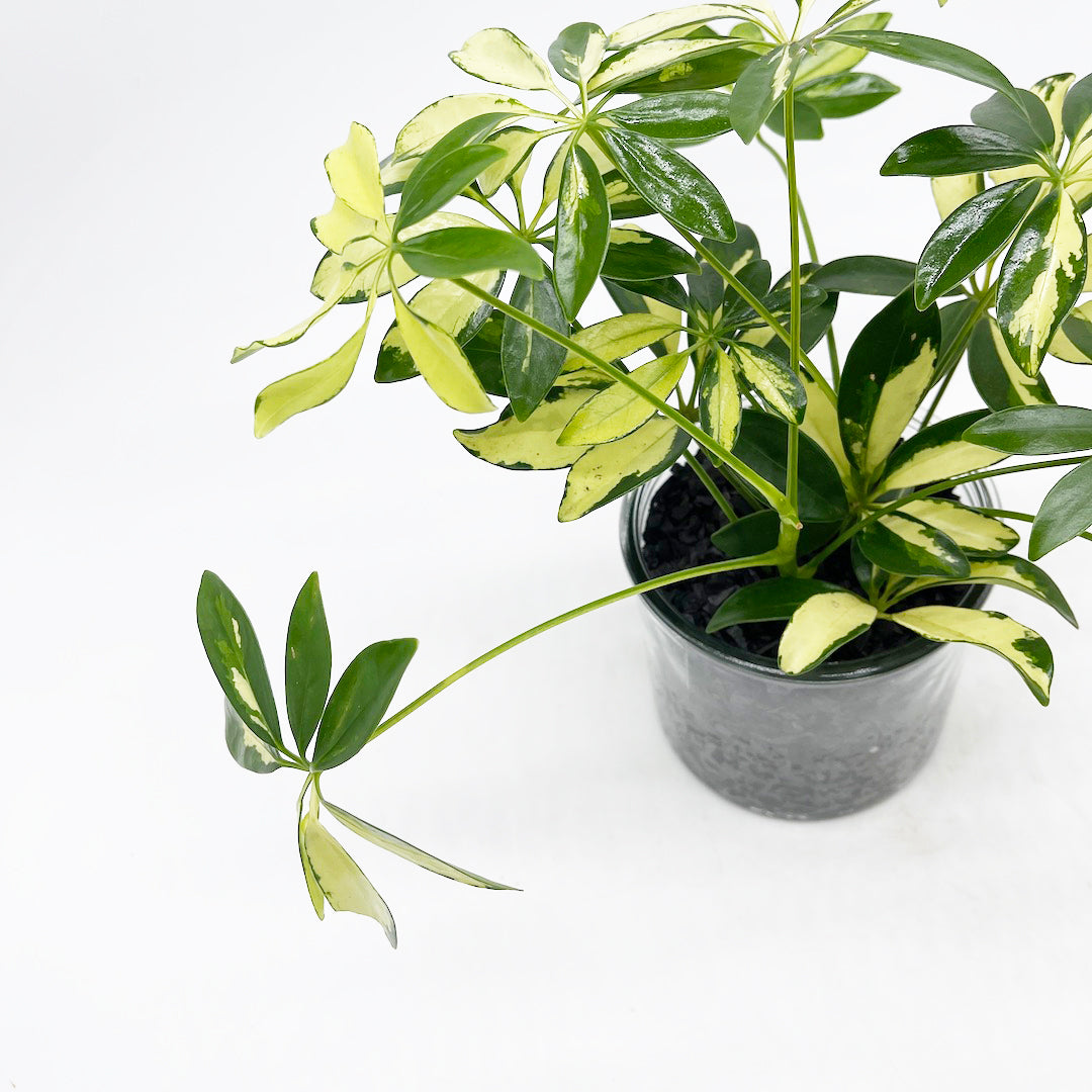 シェフレラ 黄斑 ハイドロカルチャー木炭 POT SET
