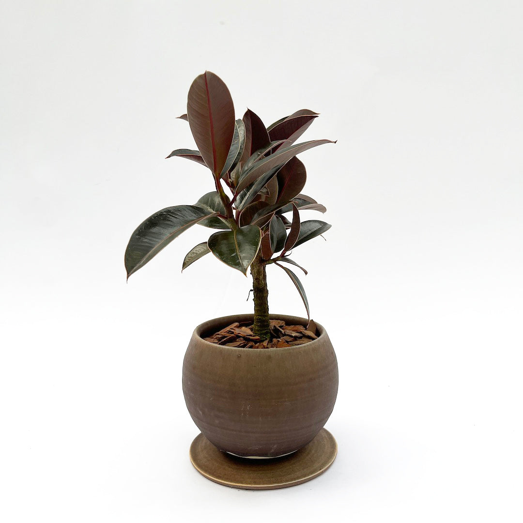 昇陽窯 / フィカス メラニー POT SET