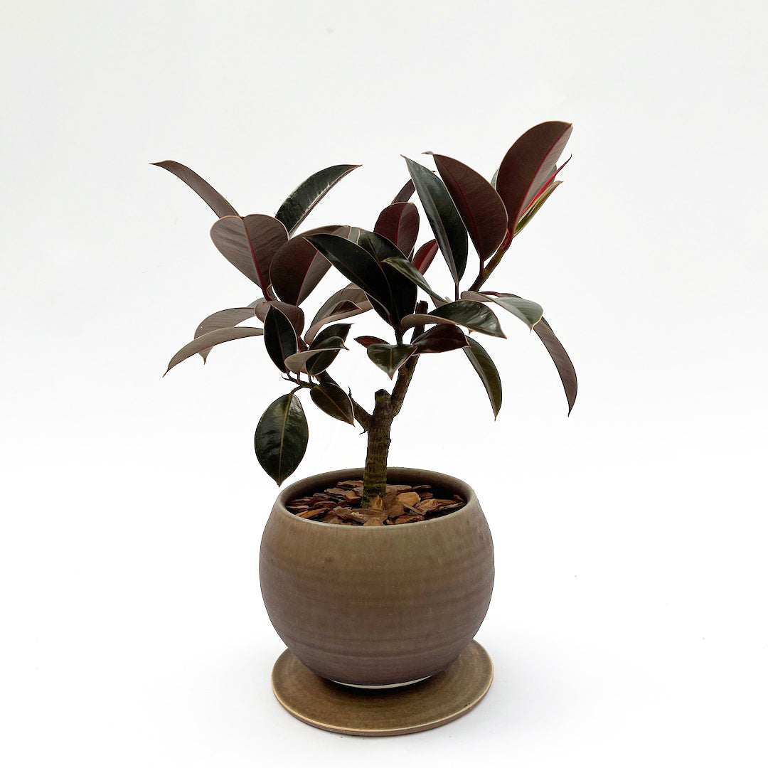 昇陽窯 / フィカス メラニー POT SET
