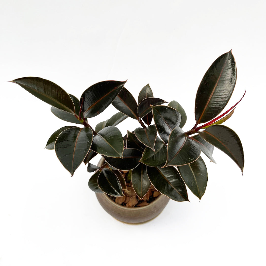 昇陽窯 / フィカス メラニー POT SET