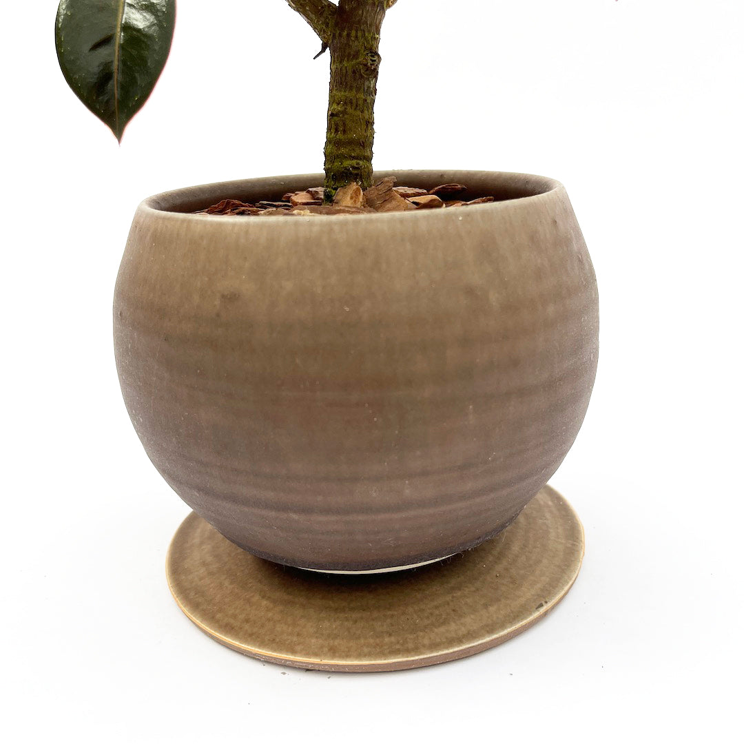 昇陽窯 / フィカス メラニー POT SET