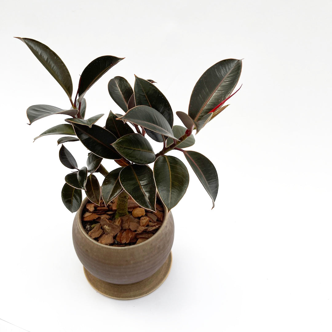 昇陽窯 / フィカス メラニー POT SET
