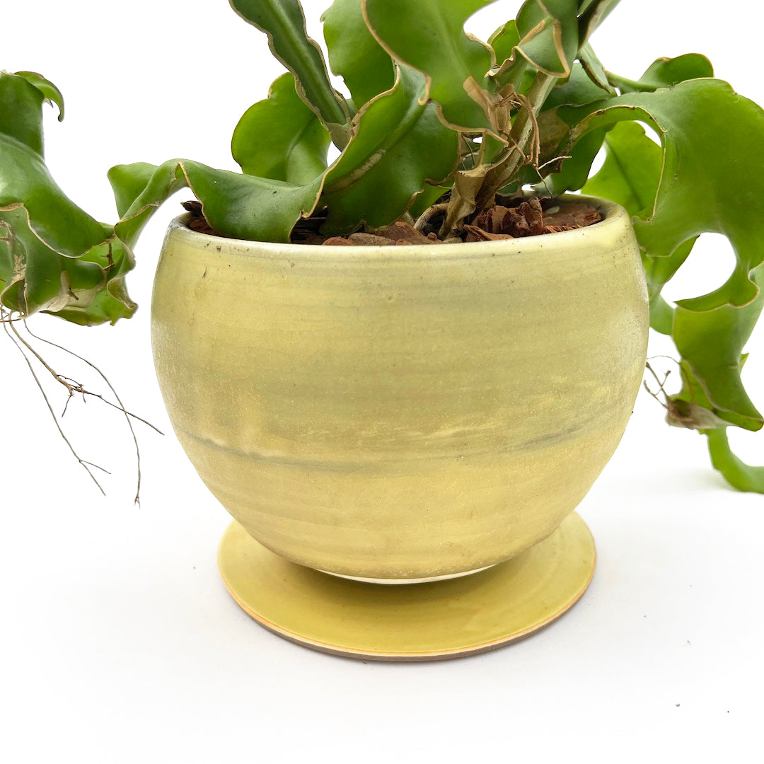 昇陽窯 / ミニドラゴンフルーツ POT SET