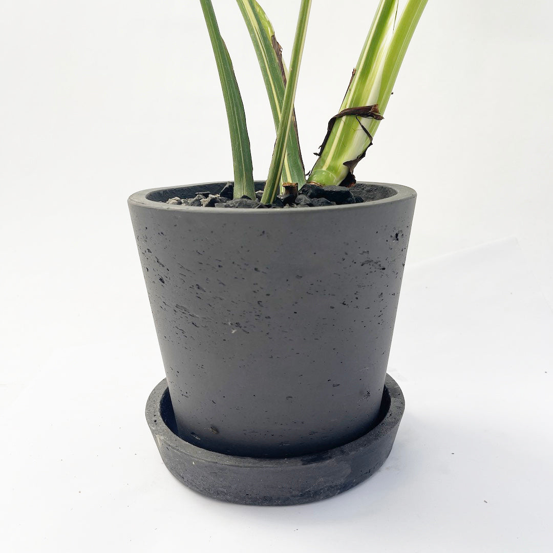 斑入りモンステラ デリシオーサ タイコンステレーションPOT SET