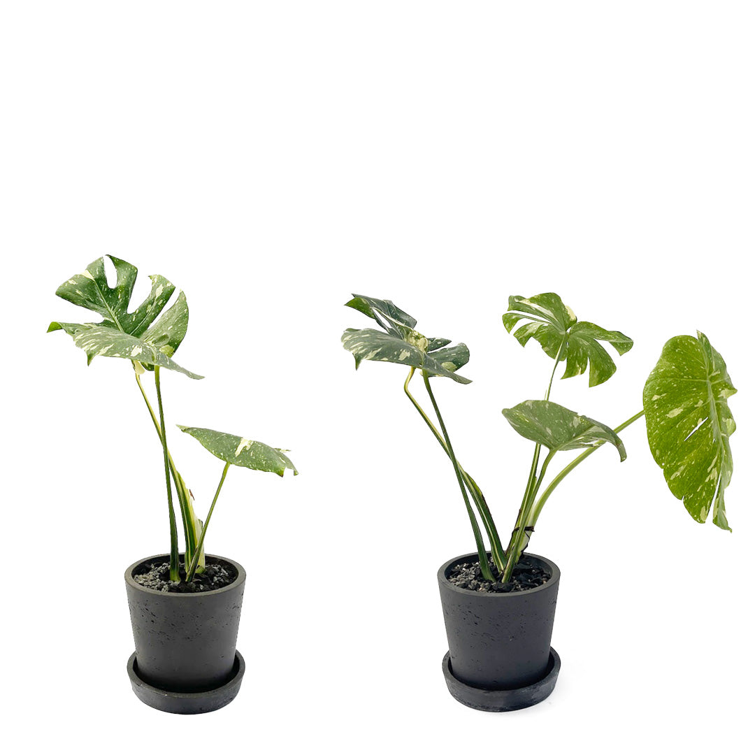 斑入りモンステラ デリシオーサ タイコンステレーションPOT SET
