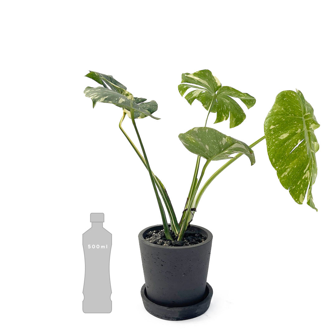 斑入りモンステラ デリシオーサ タイコンステレーションPOT SET