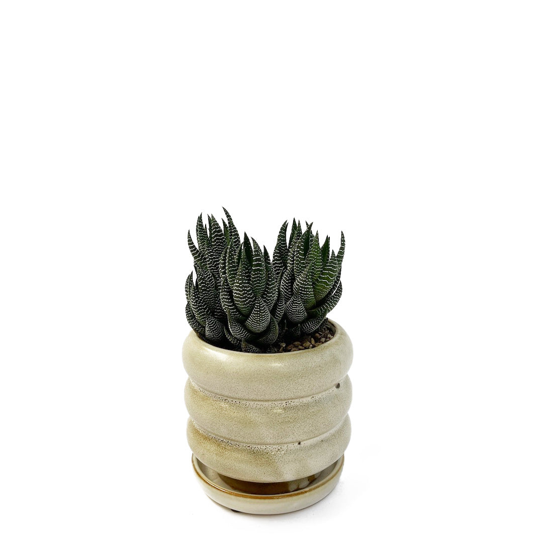 ハオルチオプシス 十二の爪 POT SET