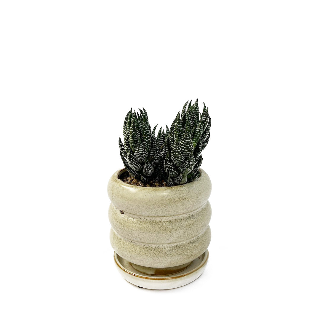 ハオルチオプシス 十二の爪 POT SET