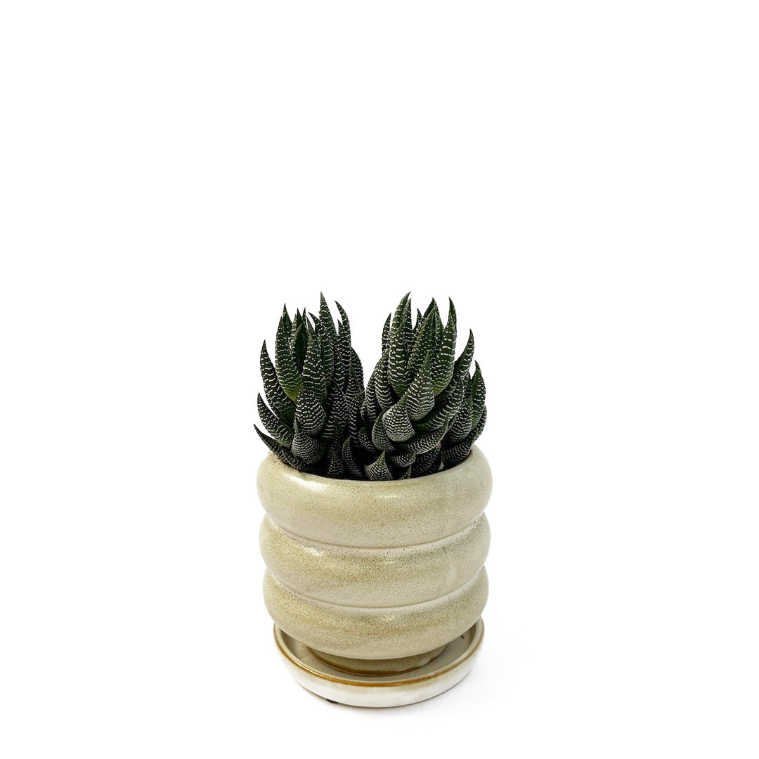 ハオルチオプシス 十二の爪 POT SET