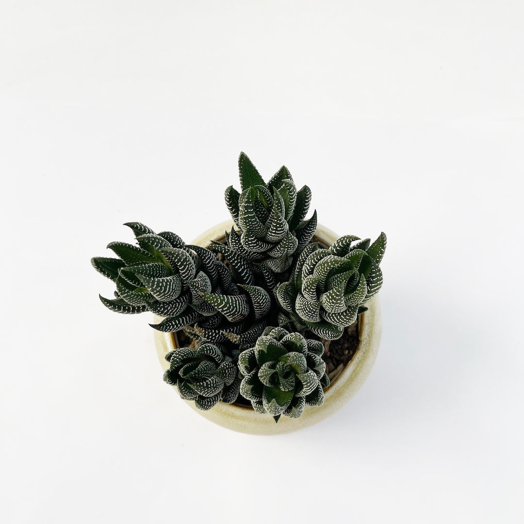 ハオルチオプシス 十二の爪 POT SET