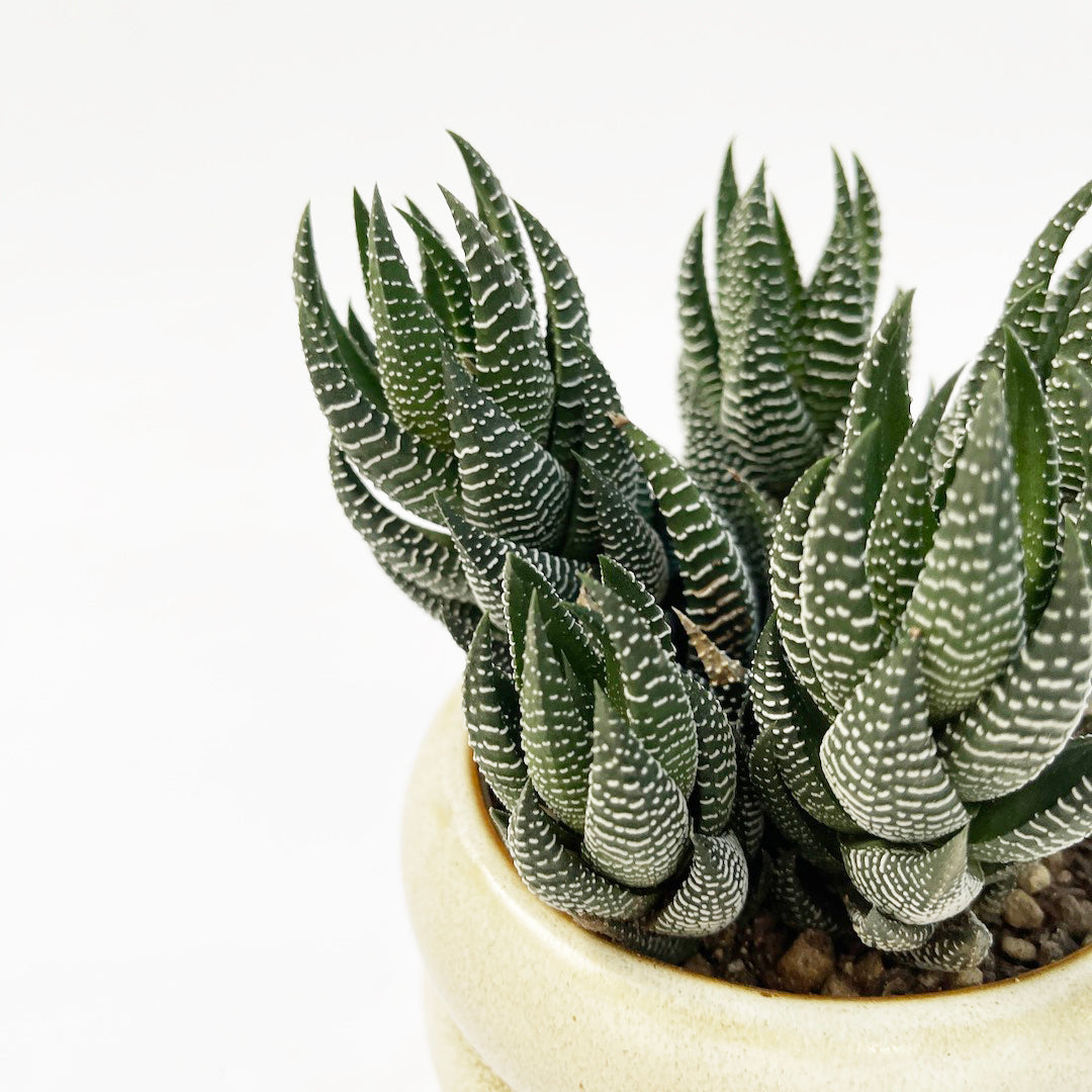 ハオルチオプシス 十二の爪 POT SET