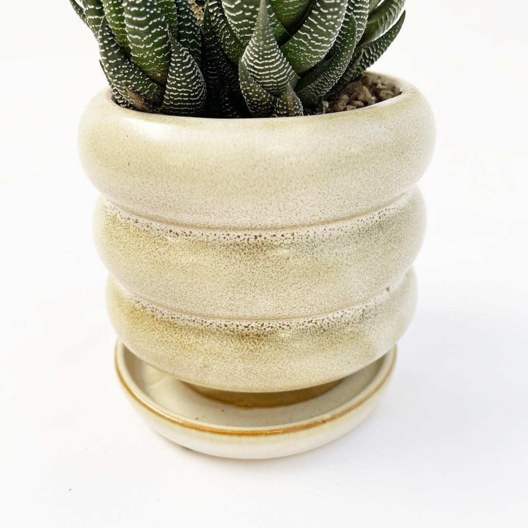 ハオルチオプシス 十二の爪 POT SET