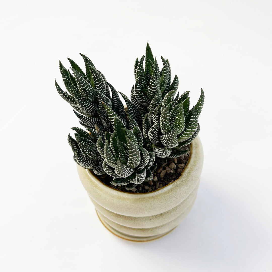ハオルチオプシス 十二の爪 POT SET