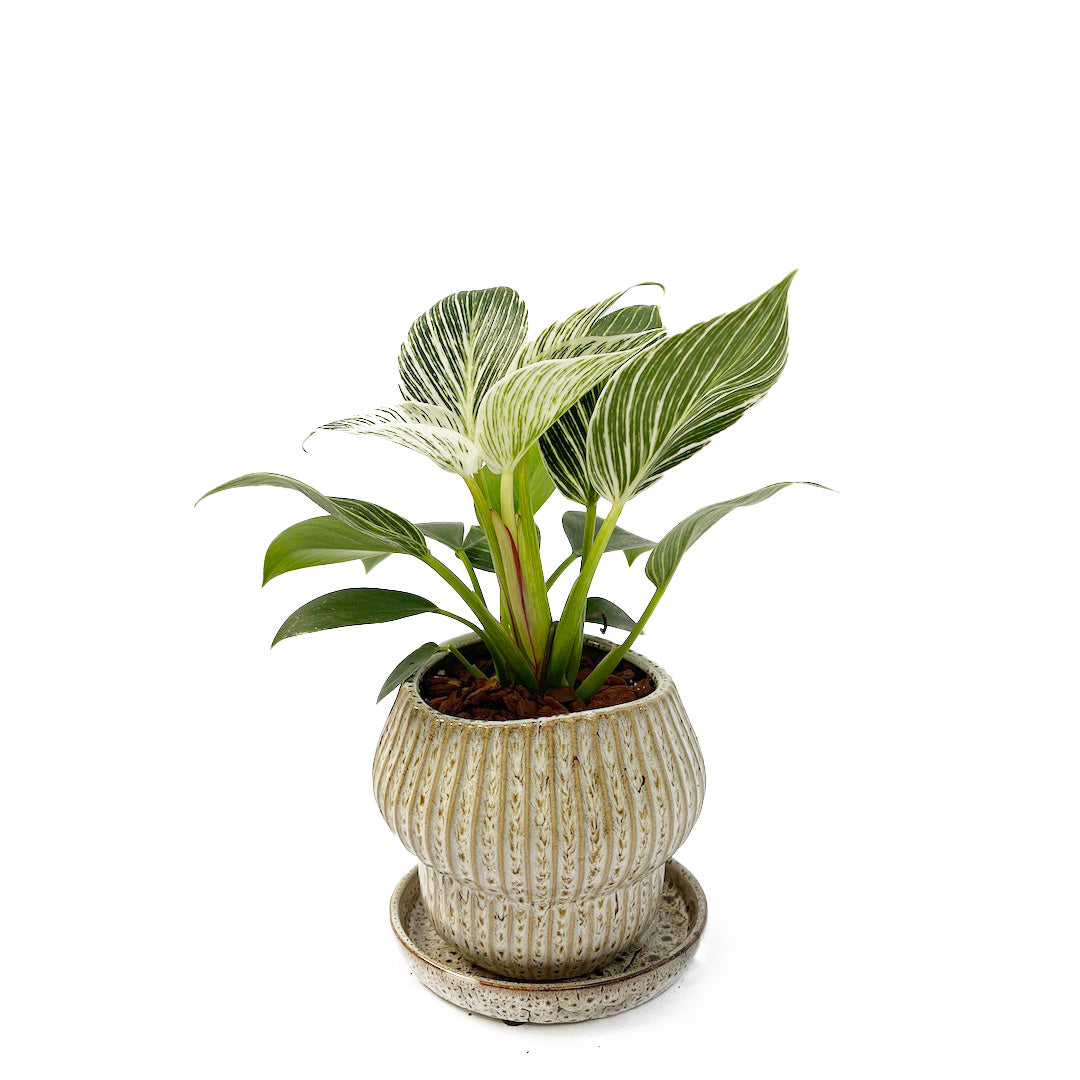 フィロデンドロン バーキン POT SET