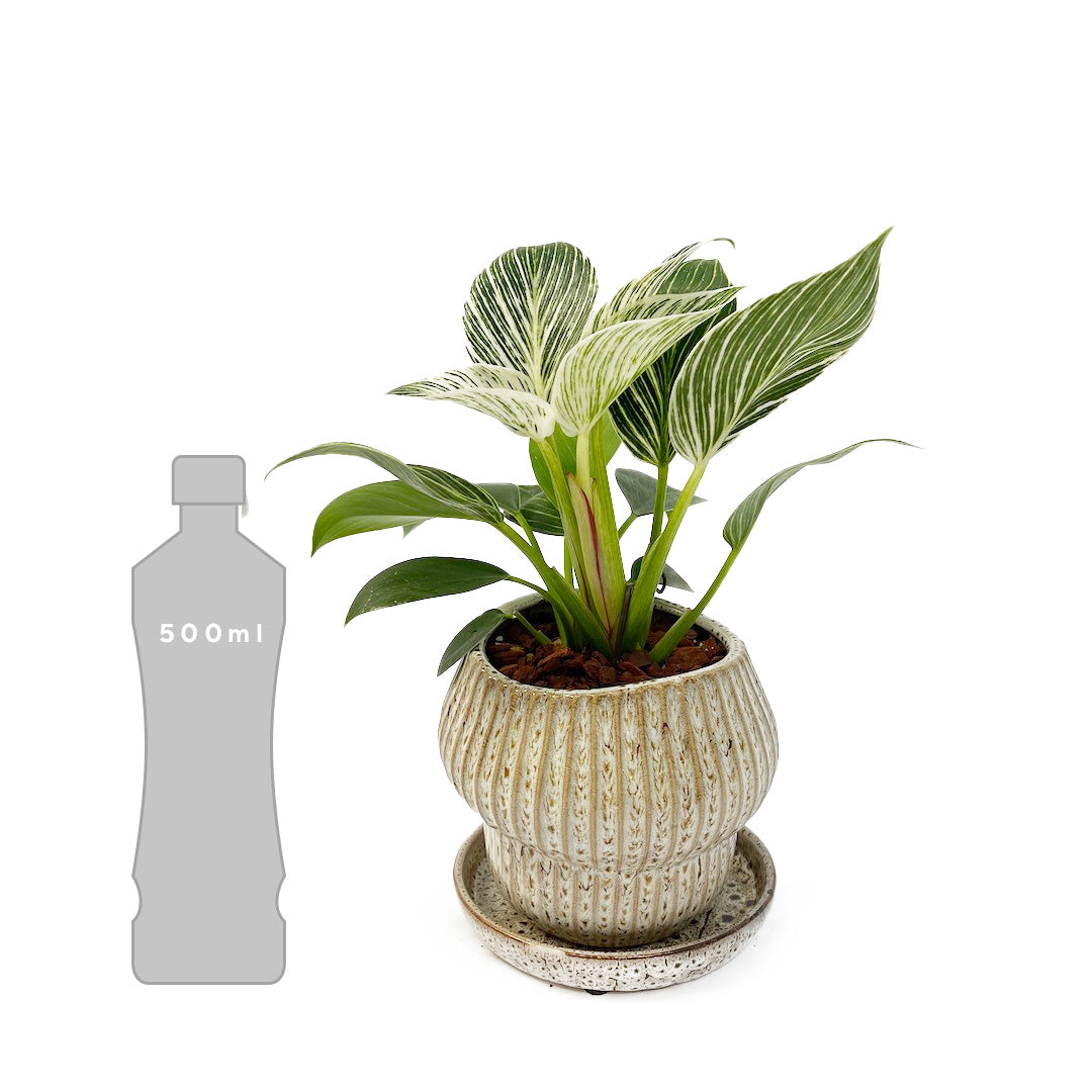 フィロデンドロン バーキン POT SET