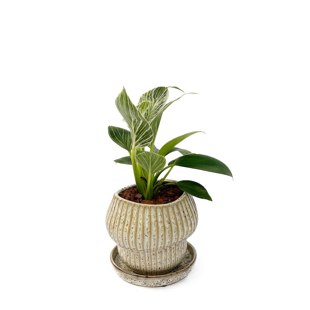 フィロデンドロン バーキン POT SET