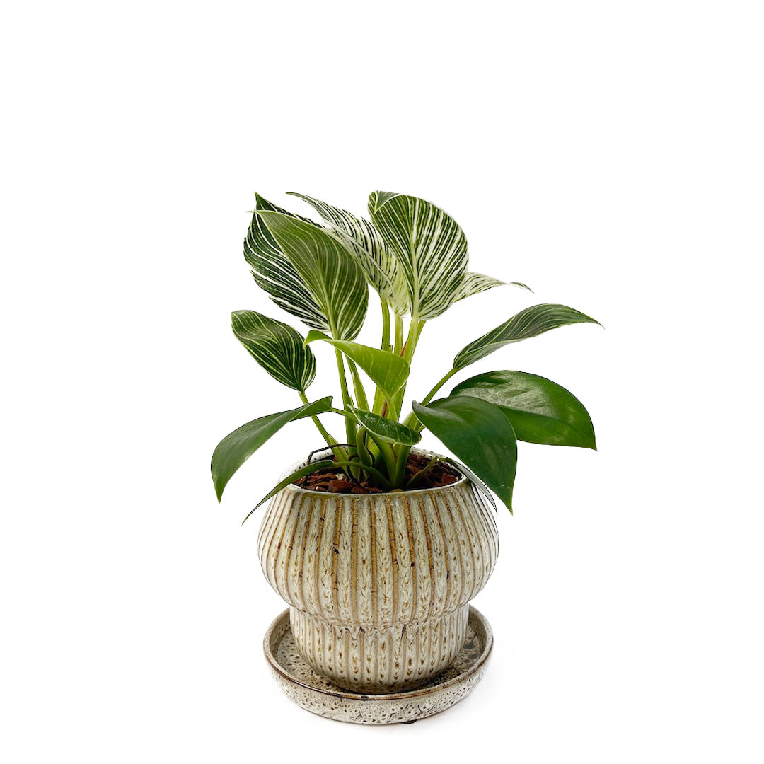 フィロデンドロン バーキン POT SET