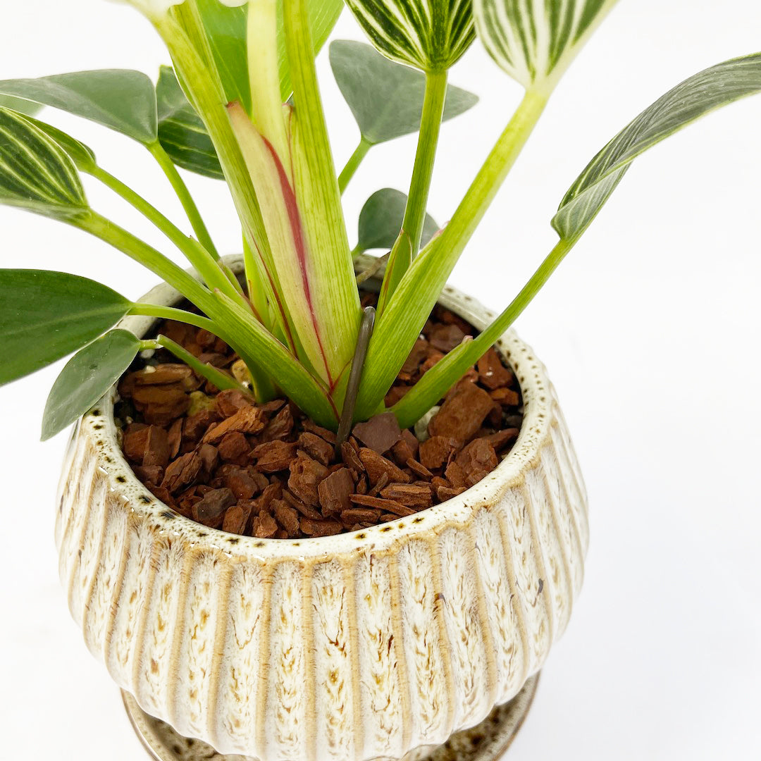 フィロデンドロン バーキン POT SET