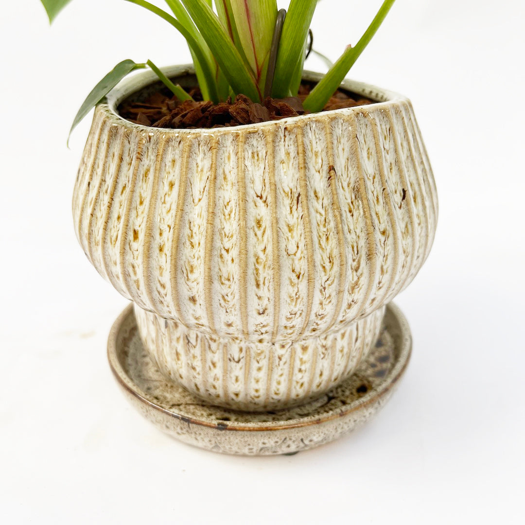 フィロデンドロン バーキン POT SET