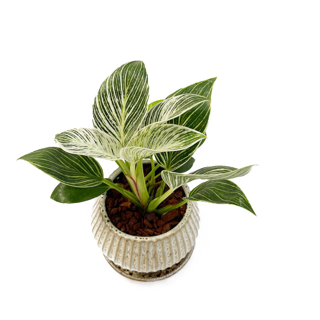 フィロデンドロン バーキン POT SET