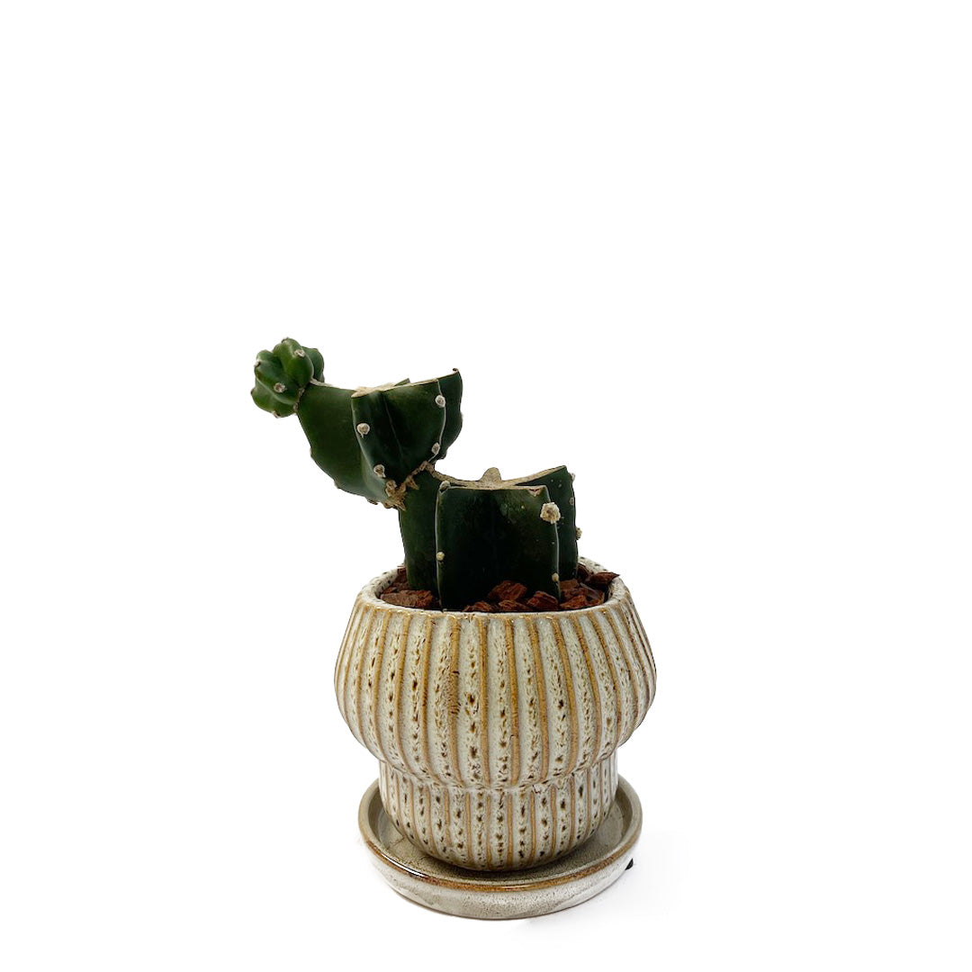 柱サボテンPOT SET