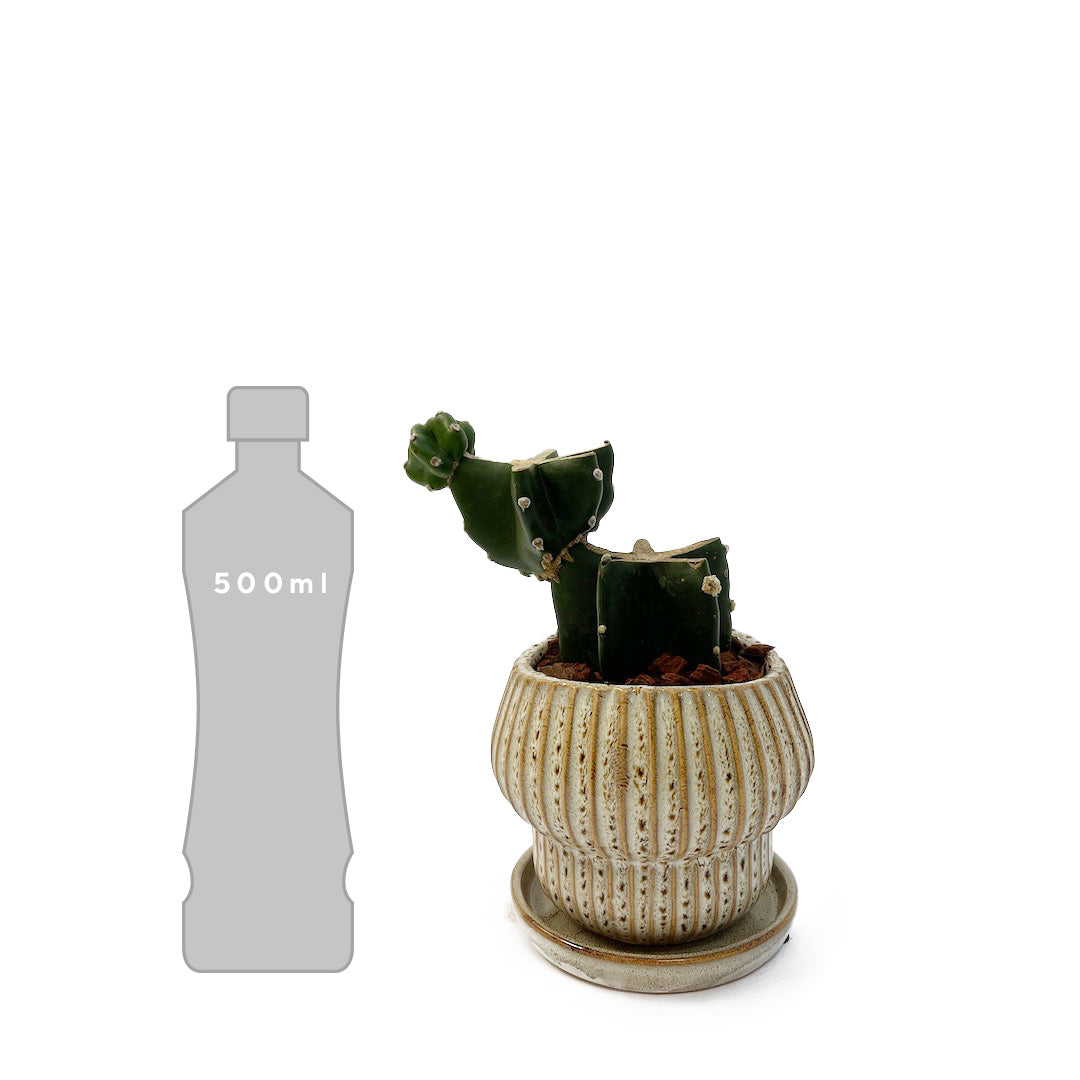 柱サボテンPOT SET