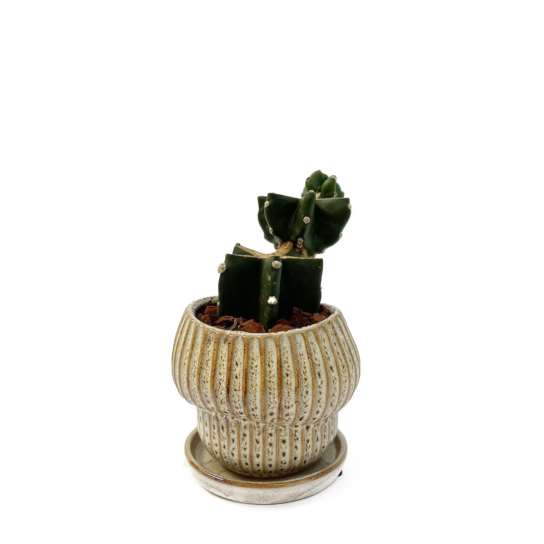 柱サボテンPOT SET