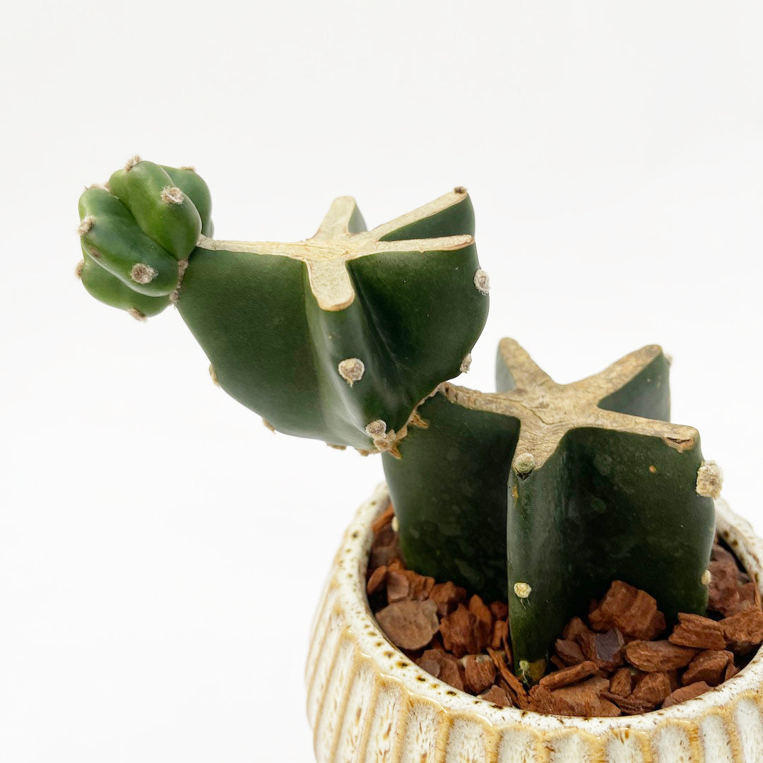 柱サボテンPOT SET