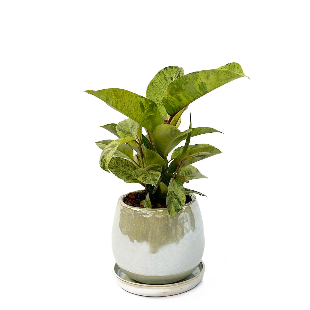 フィカス ジン POT SET