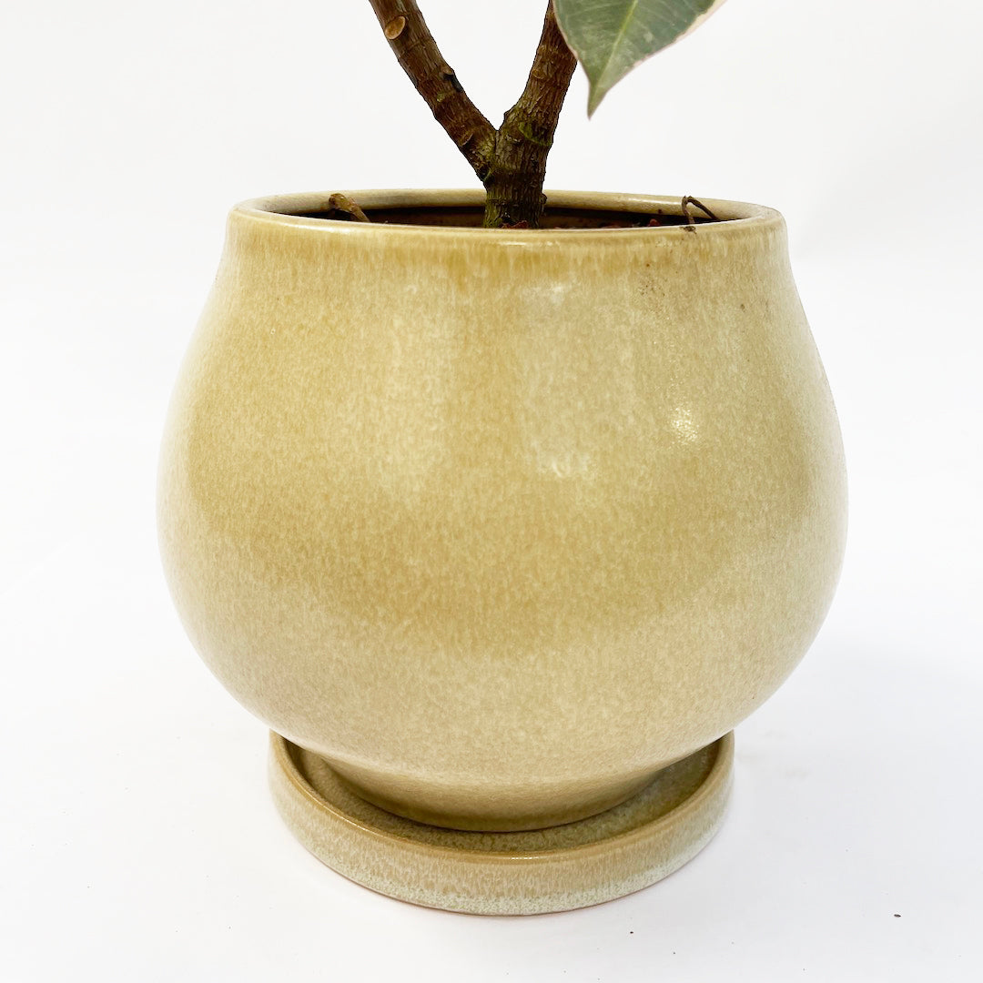 フィカス ティネケ POT SET / ye