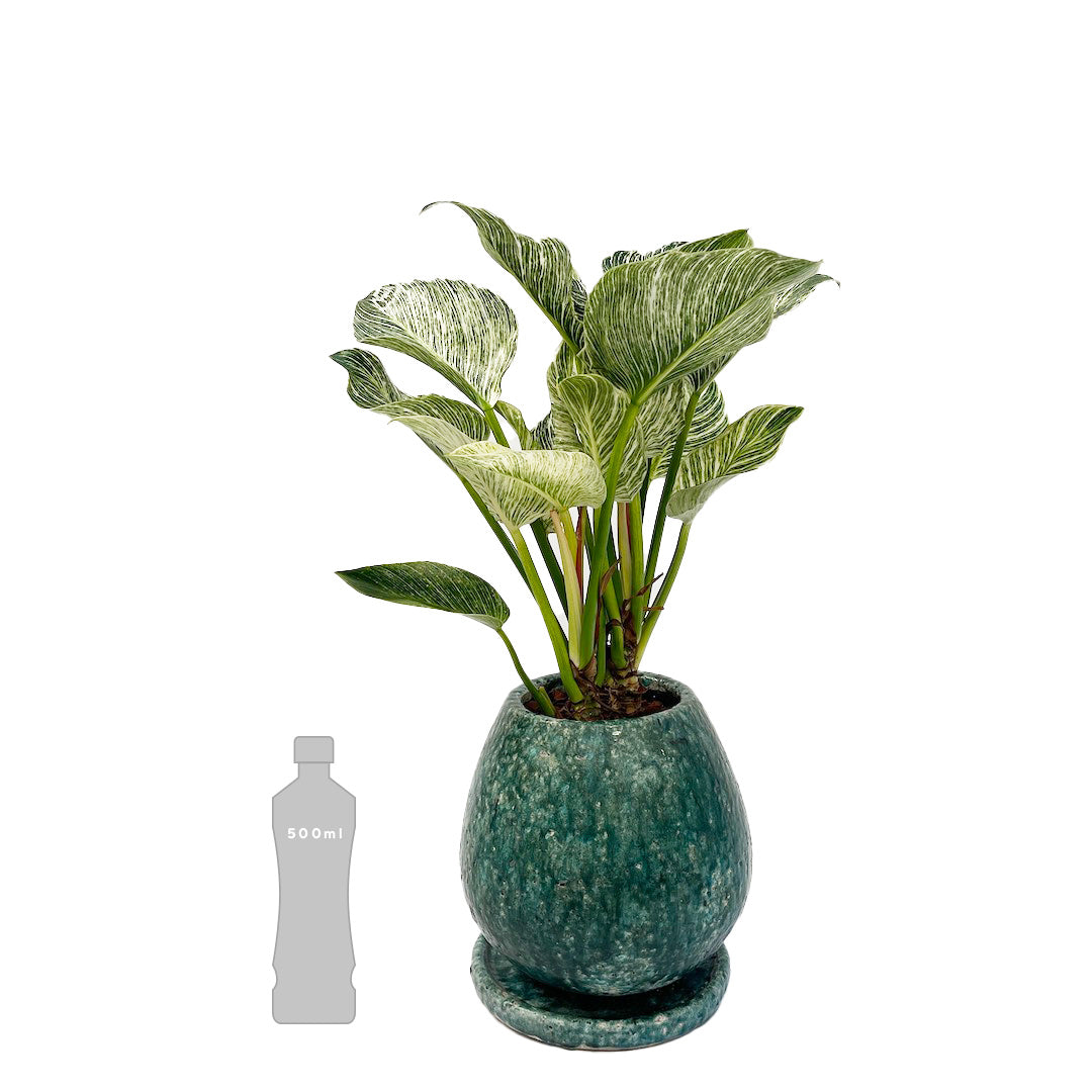 フィロデンドロン バーキン POT SET