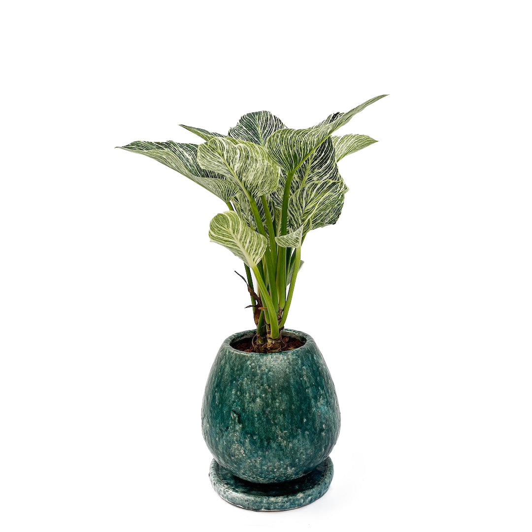 フィロデンドロン バーキン POT SET