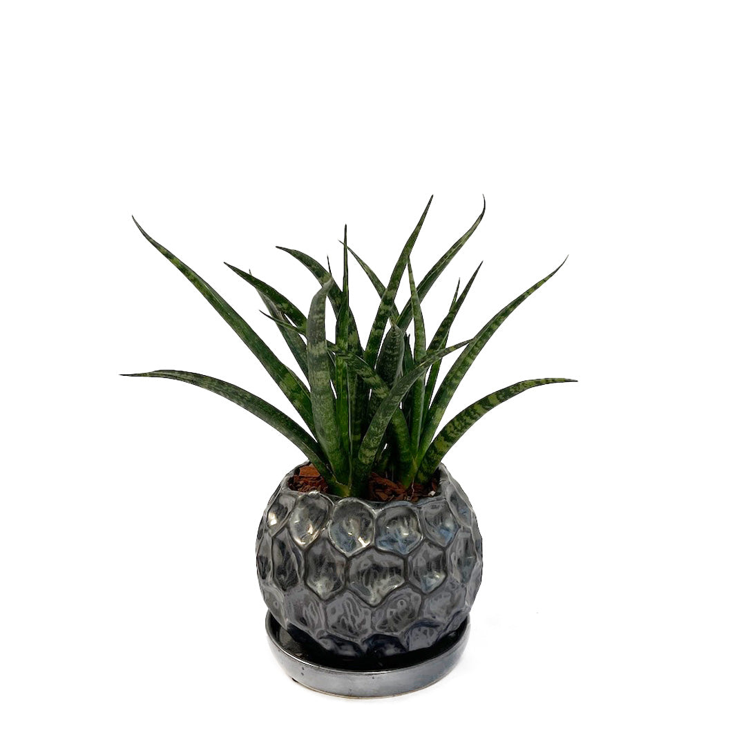 サンスベリア ファーンウッド パンク POT SET