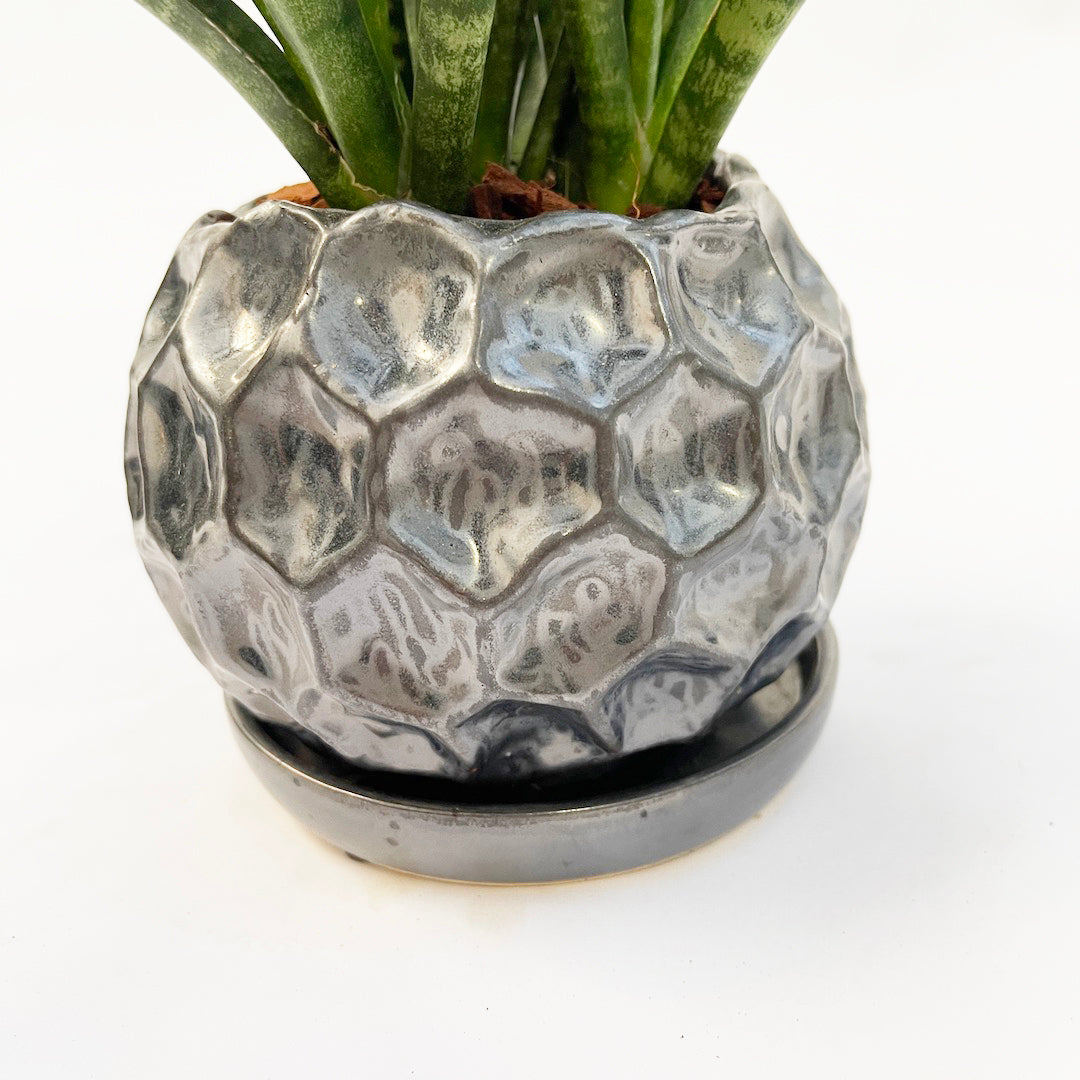 サンスベリア ファーンウッド パンク POT SET