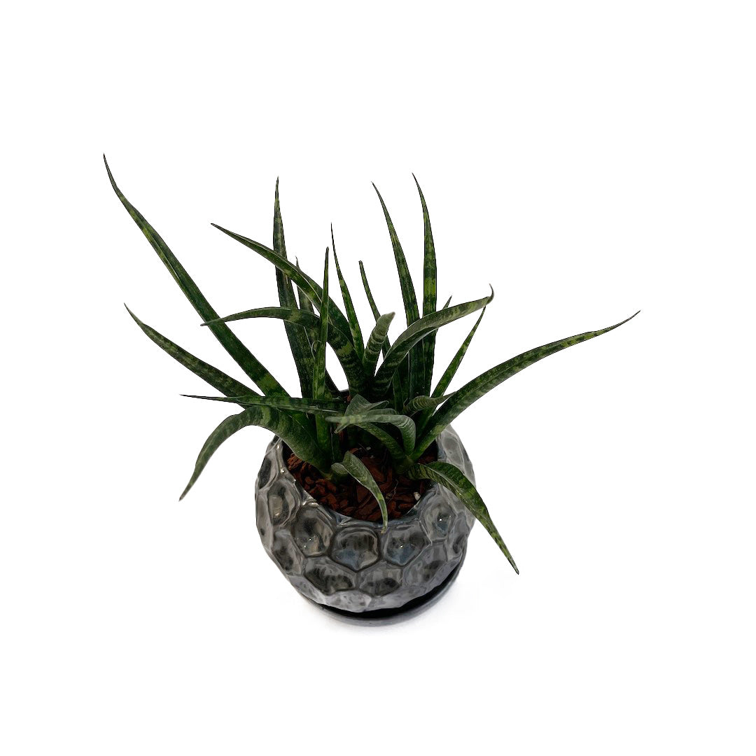 サンスベリア ファーンウッド パンク POT SET