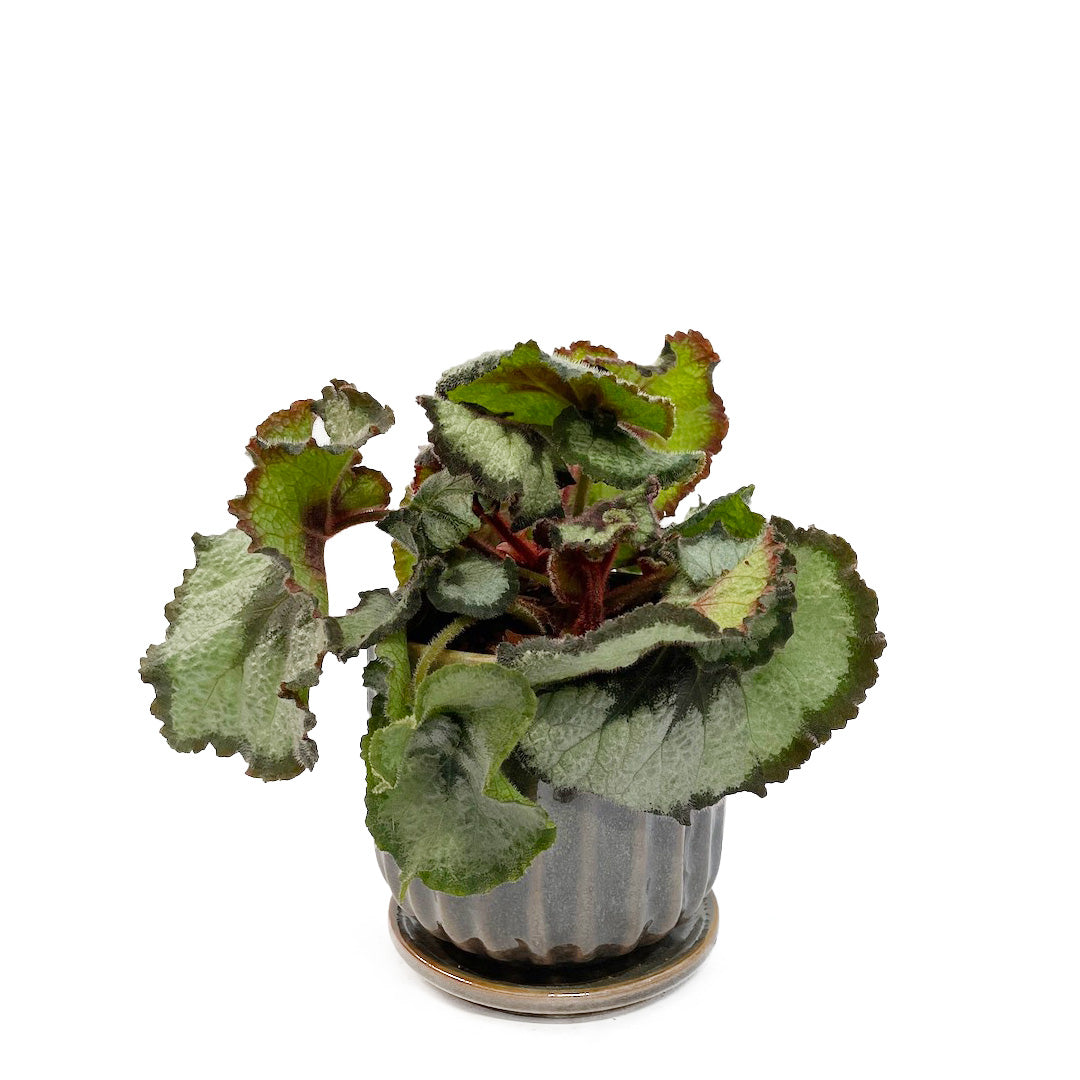 ベゴニア エスカルゴ POT SET/ Blooming Ville