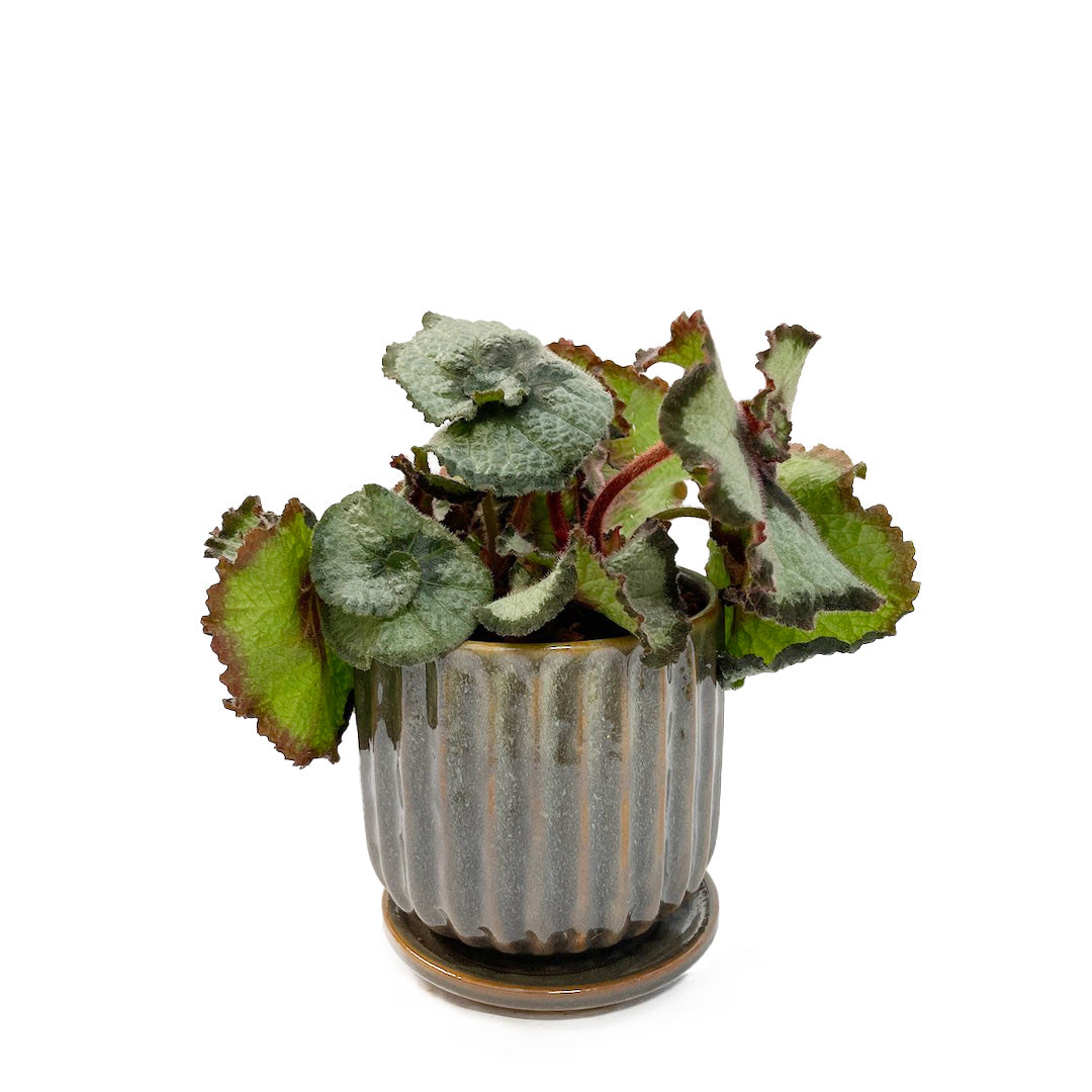 ベゴニア エスカルゴ POT SET/ Blooming Ville