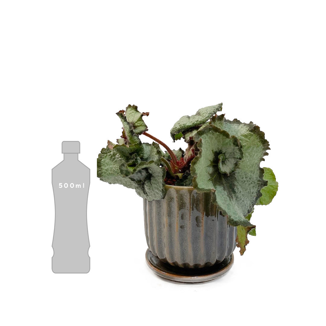ベゴニア エスカルゴ POT SET/ Blooming Ville
