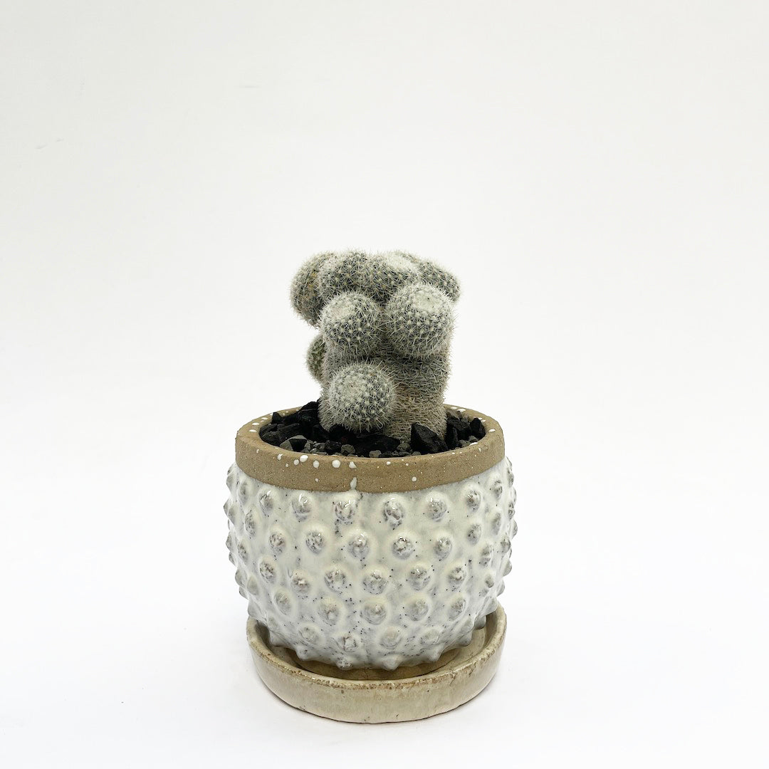 マミラリア 鶴の子丸 POT SET