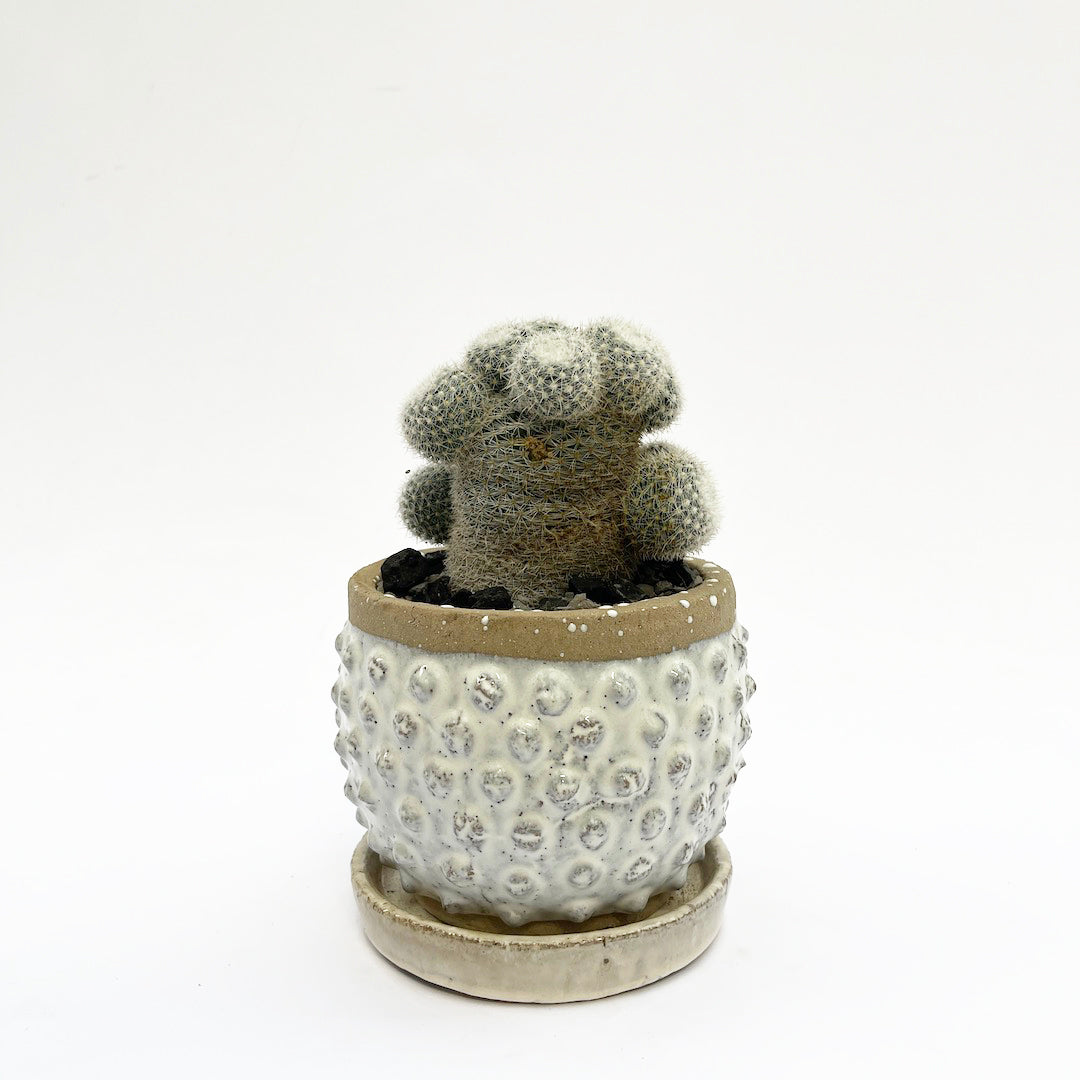 マミラリア 鶴の子丸 POT SET